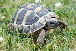 Photo de tortue