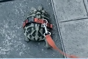 Photo de tortue